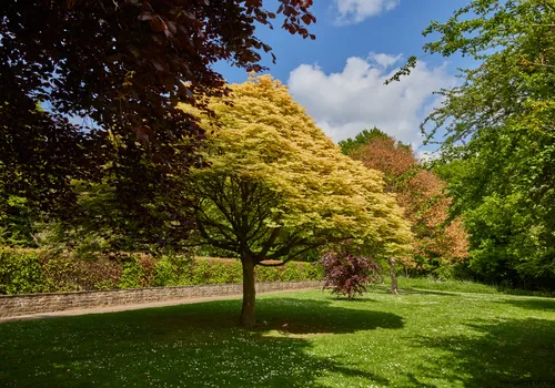 This landscape photograph captures early autumn trees in Tapton Park, Chesterfield, United Kingdom, during the afternoon. The image showcases a scene rich with nature, with a variety of trees displaying green, yellow, and brown foliage spread across the park. The trees dominate the center of the photograph, while a stone wall borders the parkland in the midground. Sunlight bathes the area, highlighting the seasonal changes and casting shadows over the well-maintained grass, with patches of small white flowers visible. The clear blue sky with scattered clouds adds to the autumnal atmosphere of this United Kingdom landscape, emphasizing the tranquil natural setting of Tapton Park.